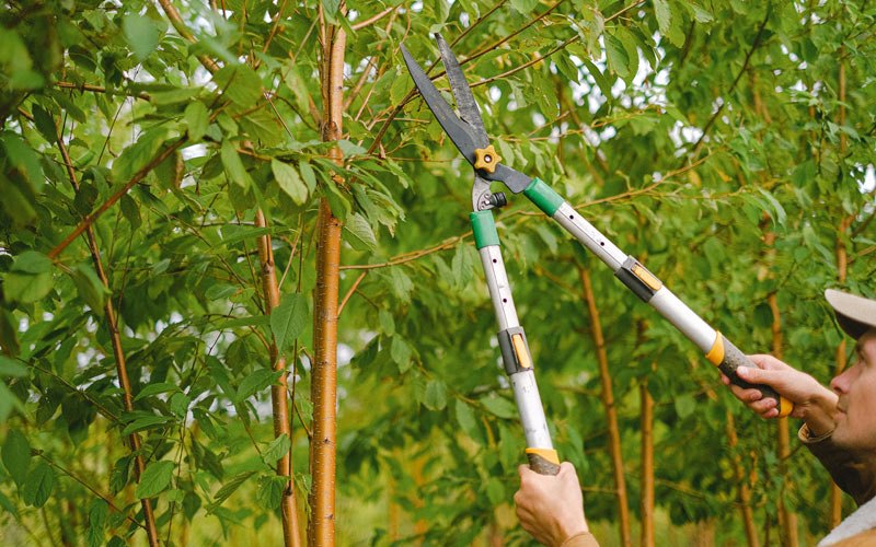 Tree trimming in Brush, CO
